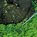 Miniatyrbild 3 av 5: Rostfritt Stål Böjda Spets Saxar Växtbeskärningssaxar Böjda Akvariumväxt Saxar Växtklippare Saxar Växtklippare