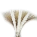 Miniatyrbilde 1 av 5: 60 stk 30 stk Hvit Pampas 30 stk Sivgress/naturlig Tørket Pampasgress Kompatibelt med Blomsteroppsatser H