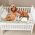 Miniatyrbillede 2 af 5: Køleunderlag til Hunde - Baby, Mellemstore og Store Hunde, Genanvendeligt Køleunderlag til Træning og Søvn