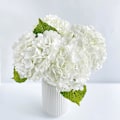 Miniatyrbillede 4 af 5: 3 stk 21 tommer hvid kunstig hortensia Large Real Touch Realistic Natural Hydrangea replikaer til hjemmefestdekoration