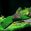 Miniatyrbilde 3 av 5: Skilpadde Akvarium Simulering Plen Plattform Skilpadde hvile Ecch Reptilrampe Skilpadder Frosker Salamandere Plen Avslapning De