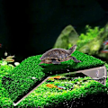 Miniatyrbillede 3 af 5: Skildpadde Akvarium Simulering Plæne Platform Skildpadde hvile Ecch Krybdyr Rampe Skildpadder Frøer Salamandere Salamandere Græsplæne Afslapning De