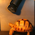 Miniatyrbillede 4 af 5: Skildpaddevarmelampe Husdyrvarmelampe Keramisk varmelampe Infrarød krybdyrvarmelampe (50W)