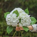 Miniatyrbillede 1 af 5: 3 stk 21 tommer hvid kunstig hortensia Large Real Touch Realistic Natural Hydrangea replikaer til hjemmefestdekoration
