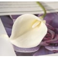 Miniatyrbild 2 av 3: 3st simuleringsväxter, mini calla liljor, heminredningsväxter (mjölkvit)，