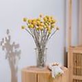 Pikkukuva 2 / 5: 40. torkadi Craspedia blommor torkade Billy Button Balls blommor, torkad blombukett för arrangemang