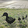 Miniatyrbillede 4 af 5: Family Crafts Andehave ornament (sort),
