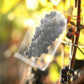 Miniatyrbilde 3 av 5: 50 stykker druer fruktbeskyttelsespose, gjenbrukbar frukt Organza-pose Mesh-nettingsposer med snøring oppbevaringsposer for frukt