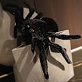 Miniatyrbilde 4 av 5: Sort edderkopp plysj dekorative store øyne Tarantula utstoppet leketøy