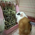Miniatyrbillede 5 af 5: Høfoder, høstativ, kaninhøfoder, høstativ, høfoder til chinchillaer, til kaniner Marsvin Chinchilla Small Animal
