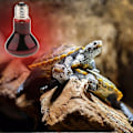 Miniatyrbillede 1 af 2: Krybdyrskildpadde Amfibie Night Light Infrarød Lampe