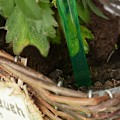 Miniatyrbillede 2 af 5: 4 store automatiske blomstervandingskander Hjem Nedsivning Blomsterkugle Irrigator 8cm Grøn