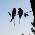 Miniatyrbillede 4 af 5: Metalfuglesilhuet, sort smedejernsmetalfuglesilhuet Metaltræ Dart Barnesvale (Love Bird) på gren til G