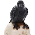 Miniatyrbillede 3 af 5: Harpiks Kunsthåndværk Statuer til Dekoration Kranie Ravn Kranie Mode Hjem Indretning Kreativ Statue Custom Ornam