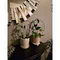 Miniatyrbilde 5 av 5: 2 stk. Svart Jern Hageespalier for Klatreplanter, 40cm Rustsikker Lite Espalier for Innendørs Potteplanter, Rundt Sirkelespalier med Fugl, Metall Vin