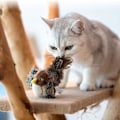 Miniatyrbillede 2 af 5: Chat Grincer Legetøj Melodi Ciseleur Serie Interaktive Legetøj po