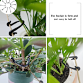 Miniatyrbilde 5 av 5: (Svart) 300 stk Plante Klips Holdbare Plante Klips for Tomater, Aubergine, Paprika, Blomster, Agurker, Druer, Vinstokker eller Frøplanter