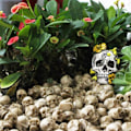 Miniatyrbild 5 av 5: 20 st miniatyrskallar Dekor Skallefigur Realistisk Skelettskallar Mini Skallar Prydnader för Halloween
