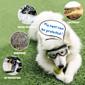 Miniatyrbillede 3 af 5: Hunde Goggles Udendørs Øjenbeskyttelse Justerbar Rem Nem at