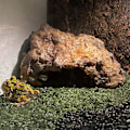 Miniatyrbillede 2 af 5: (M)Reptil Rock Reptil Skjul Hule Gemmested Terrarium Habitat Dekoration
