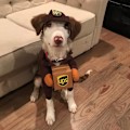 Miniatyrbillede 1 af 5: Pet Ups Pal Hundekostume Dragt, Sjov Express Kæledyr Tøj Hund