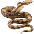 Miniatyrbilde 1 av 5: Høy simulering Python modell leketøy stor realistisk slange Halloween lur triks skummel slange leketøy