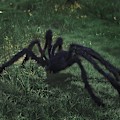 Miniatyrbilde 3 av 5: Store edderkopper Halloween gigantiske edderkoppdekorasjoner store edderkopper Halloween falske skumle edderkopp for innendørs