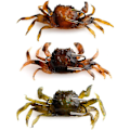 Miniatyrbilde 1 av 5: Fiske Lokke Krabbe Lokke Simulering Agn Krok 3D Simulert Krabbe Bai