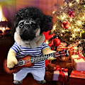 Miniatyrbild 2 av 5: Rolig gitarr hund kostymer husdjur kläder hund kläder kostym Chihuahua Teddy mops jul fest Hallow