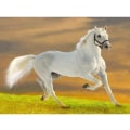 Miniatyrbillede 1 af 5: 5D Diamantmaleri Hest 30x40cm (Stil 32)
