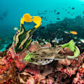 Miniatyrbild 5 av 5: Grodlure, 2 st grodfiske (B), fiskedrag, 8,5 cm dubbel F