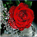 Miniatyrbillede 1 af 5: 30x40 cm 5D DIY Diamantmaleri, Broderet Roser