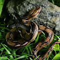Miniatyrbilde 4 av 5: Høy simulering Python modell leketøy stor realistisk slange Halloween lur triks skummel slange leketøy