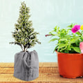 Miniatyrbilde 3 av 5: Frostbeskyttende Trekk for Potteplanter - Gjenbrukbare Frostbeskyttende Stofftrekk for Frostbeskyttelse i Potter