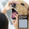Miniatyrbild 2 av 5: 2-pack vattentäta hundmattor, perfekta för att mata yao