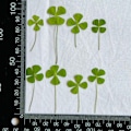 Miniatyrbillede 5 af 5: 24 stk. Naturlige pressede tørrede blomsterblade Firkløver Cl