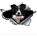 Miniatyrbillede 1 af 4: 25cm (9,8 tommer) Bilsticker Border Collie Sticker Sjov Border Collie Bilsticker Kæledyrs Hund Vandafvisende Sticker 3D Rippet Met