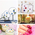 Miniatyrbillede 4 af 5: 106 stk. ægte tørrede pressede blomster naturlige tørrede blomster multi