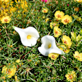 Miniatyrbillede 5 af 5: 20 stk. kunstige rene calla lily silkeblomster til hjemmekøkken