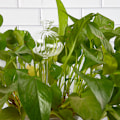 Miniatyrbild 5 av 8: Flerfärgat transparent glas självbevattningsenhet A2