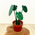 Pikkukuva 5 / 8: Monstera Coaster Ornament Artificial