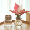 Miniatyrbild 3 av 5: Transparent blomkruka Hydroponic Green Dill Plast Blomkruka as the picutre A