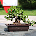 Miniatyrbilde 5 av 5: Imitert plast Balkong Firkantede Potter Blomst Bonsai Bowl Nurser as the picutre A4