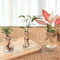 Miniatyrbild 2 av 5: Transparent blomkruka Hydroponic Green Dill Plast Blomkruka as the picutre A