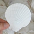 Pikkukuva 2 / 4: 10 kpl Luonnollisia Kampasimpukankuoria 12 cm Valkoisia Suuria Merenkotiloita Kampasimpukankuoria Merenneito Ranta Häät Koti DIY Askartelu Sisustus