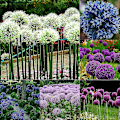 Miniatyrbilde 2 av 5: 100 stk. Kjempe On S Allium Gieum Blomsterplante Hjem En R- Blue Purple Giant Onion Seeds