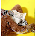 Miniatyrbild 5 av 5: Electronic Interactive Flying Bird Cat Toy Hanging Pet Teasing Fluttering Wings Sparrow