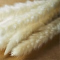 Pikkukuva 3 / 5: CASA 40kpl Luonnollisia Kuivattuja Valkoisia Pampasruohoja 45CM Muhkea ja Heiluva DIY Boho Kasvi Häihin Kukka A