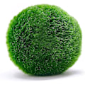 Miniatyrbilde 4 av 5: 10 Marimo Mossballer 2,5 cm