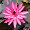 Miniatyrbillede 1 af 5: 10 stk. Åkande Plante Skål Dam Hjem Have R-Min pink